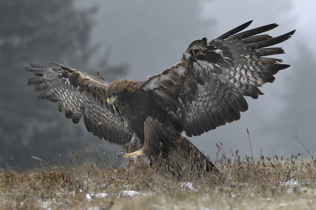 Aquila chrysaetos