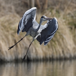 Ardea cinerea