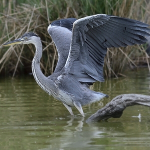 Ardea cinerea