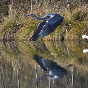 Ardea cinerea vzlet 3