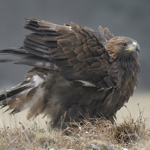 Aquila chrysaetos