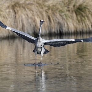 Ardea cinerea