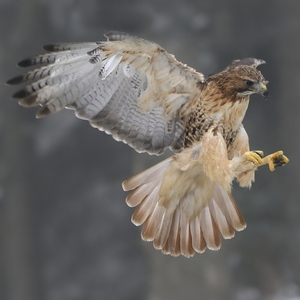 Buteo jamaicensis