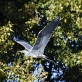 Ardea cinerea