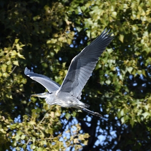 Ardea cinerea