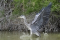 Ardea cinerea