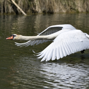 Cygnus olor