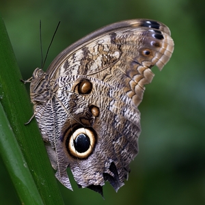 Caligo memnon