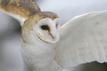 Tyto alba