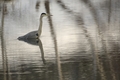 Ardea cinerea