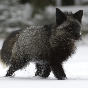 Vulpes lagopus