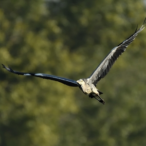 Ardea cinerea