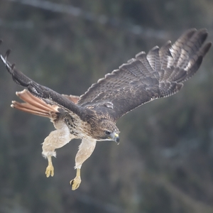 Buteo jamaicensis