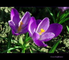 Crocus heuffelianus