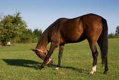 Kôň 2