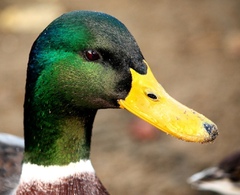 Duck head