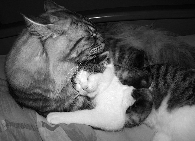 láska medzi mačkami