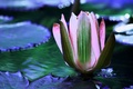 water lily