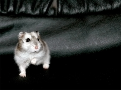 Škrečko Džungarský