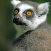 Lemur kata