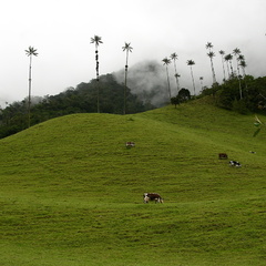 zelená