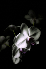 orchidea phalaenopsis