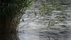 Trsteniarik