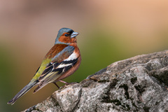 Fringilla coelebs