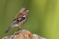 Fringilla coelebs