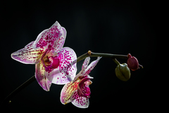 Phalaenopsis