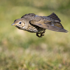 in flight