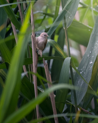 Kúdelníčka lužná