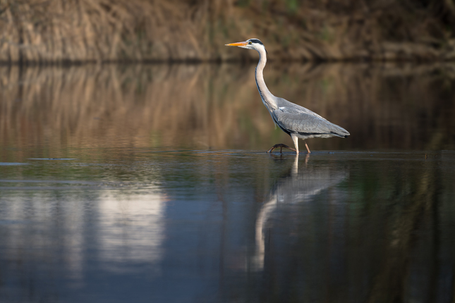 vykročiť pravou...