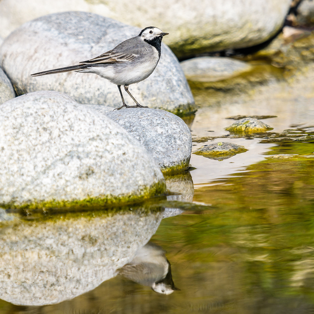 Trasochvost biely/Motacilla alba