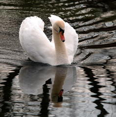 labuď