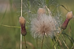 strapata tanecnica