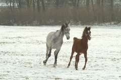 Tandem