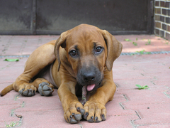 Bagira