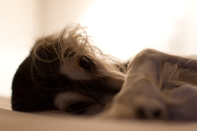 psia dáma v posteli