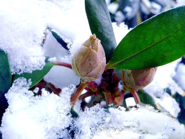 Kvetinka pod snehom