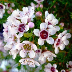 Kvetinka 321