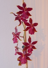 Orchidea 1