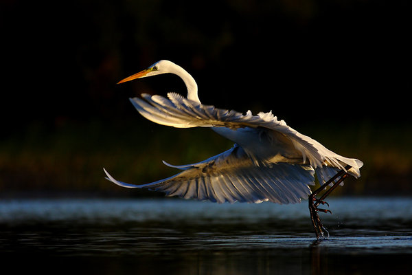 Prekvapenie zvané Egretta alba (Beluša veľká)