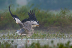 Volavka popolavá...