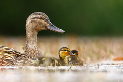 Predstavujem Vám moju maminu...