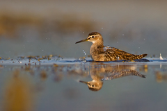 Ranný kúpeľ