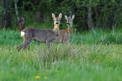 Týýýýýýýýý, pozri čo tam je...