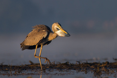 Na sklonku života (pleskáča)