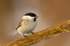 Máš pre mňa niečo ???