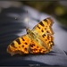 Polygonia C-Album